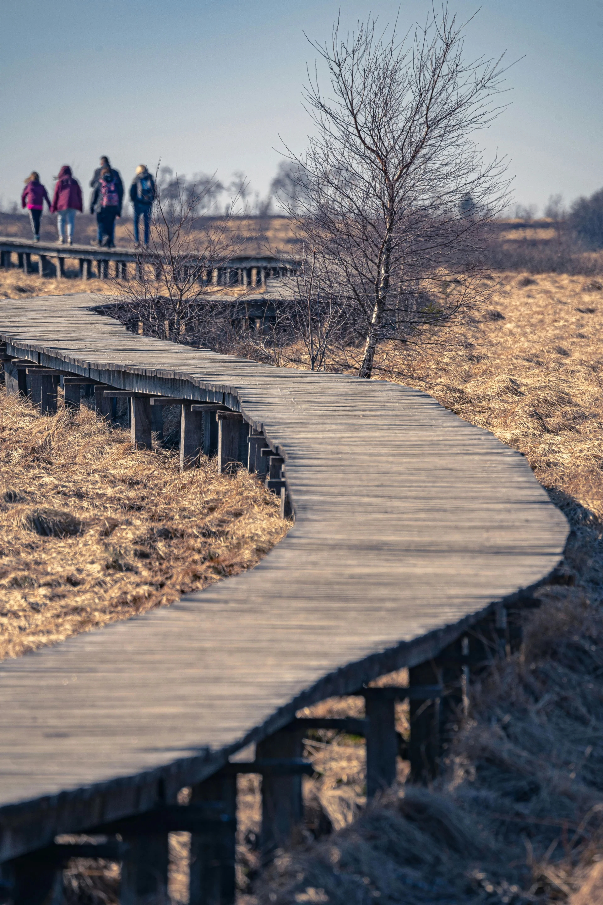 een groep mensen die wandelen op een vlonderpad in de natuur